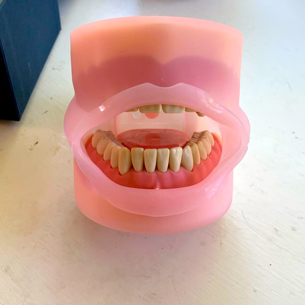 Practicon: Dental Typodont